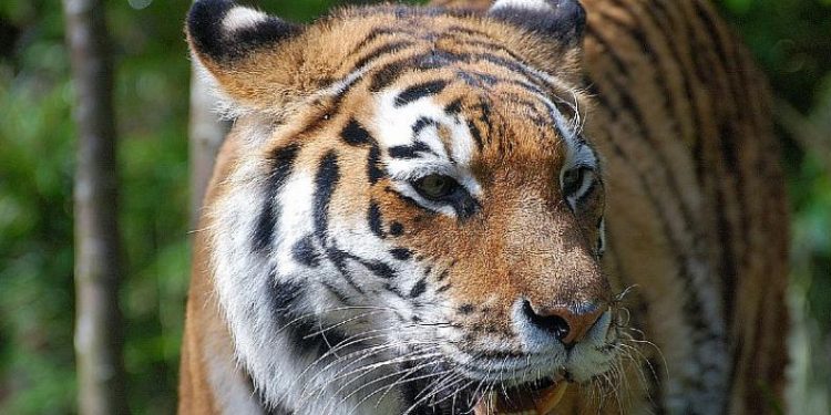 Büyük Kediler Şubat Ayı Boyunca National Geographic NOW’da