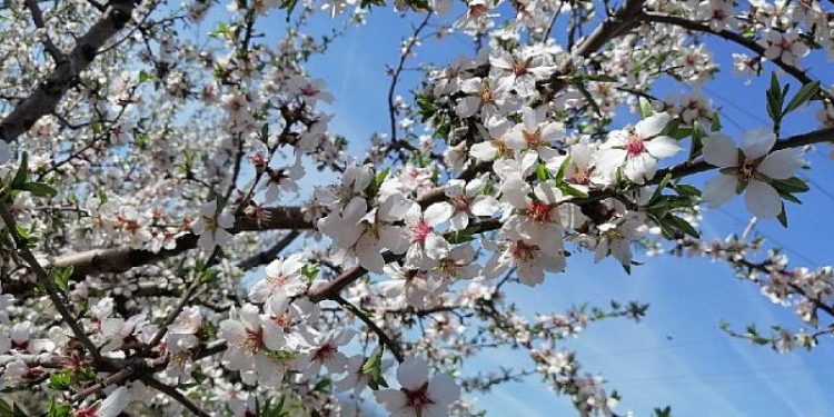 Çeşme’de badem ağaçlarının çiçeği soldu