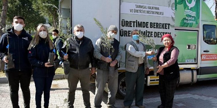 İzmir Aliağa’da Zeytin Şöleni Sürüyor