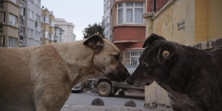 GAİN ve HAYTAP’ın sahipsiz hayvanlara destek kampanyası