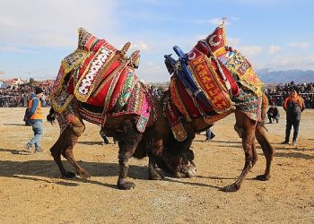 Burhaniye’de Zeytin Hasat Festivali ve Deve Güreşleri Başlıyor