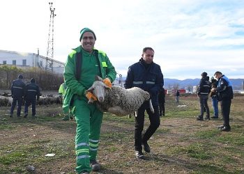 Ekili arazilere zarar veren koyunlara zabıta müdahale etti