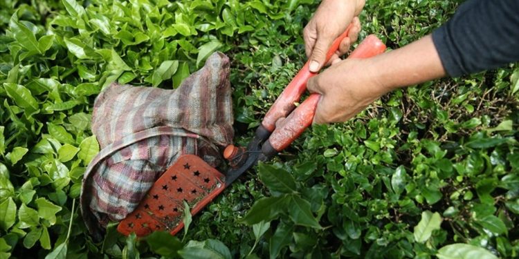 Çayın ihracatı 9 ayda yüzde 23 arttı